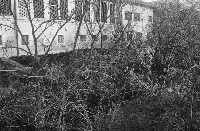 Fitta vegetazione selvatica e arbusti incolti davanti a un complesso edilizio molto degradato, quartiere Muggiano, Milano