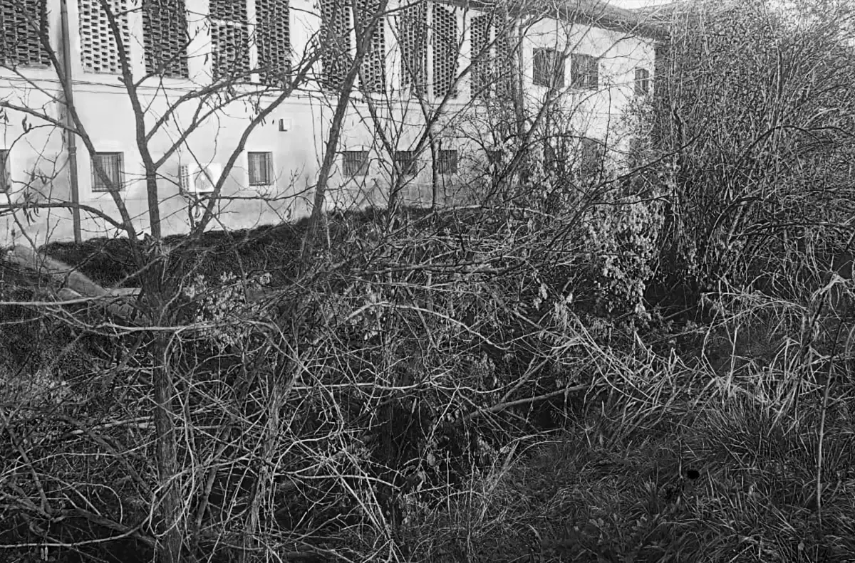 Fitta vegetazione selvatica e arbusti incolti davanti a un complesso edilizio molto degradato, quartiere Muggiano, Milano