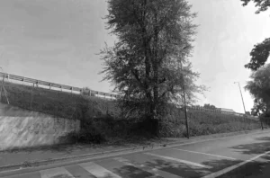 Tall tree growing beside a sloped grassy embankment with a guardrail, next to a street with a zebra crosswalk in foreground.