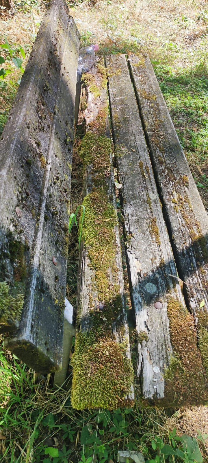 Weathered wooden planks stacked outdoors, with moss growing between and on the wood, in a grassy area.